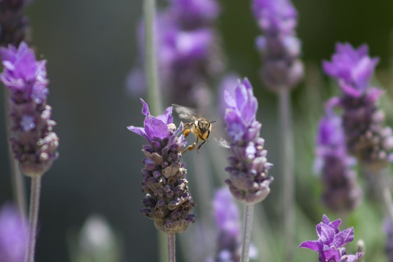 lavanda para los mosquitos