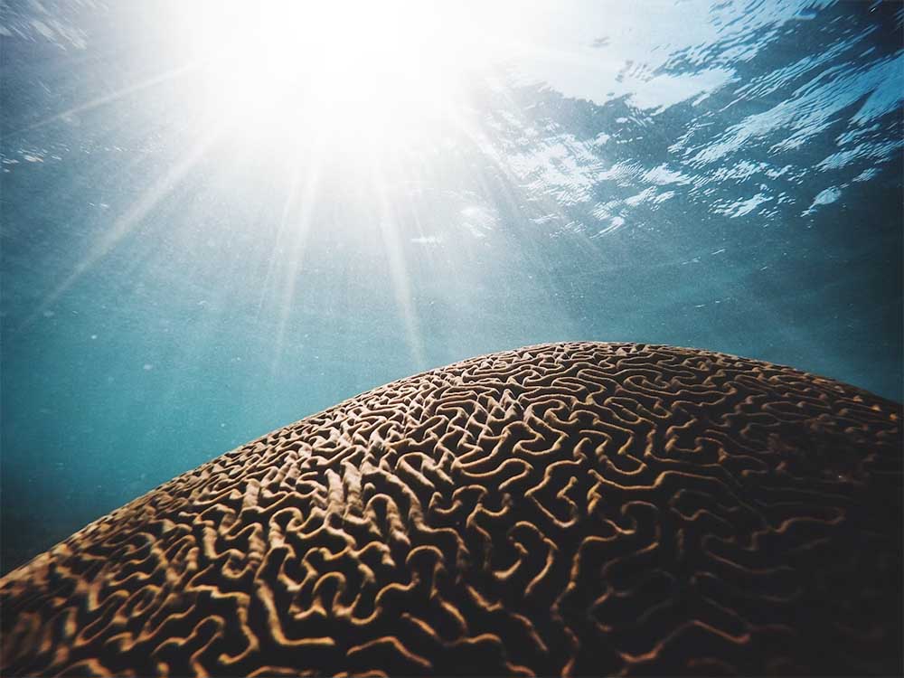 deep learning