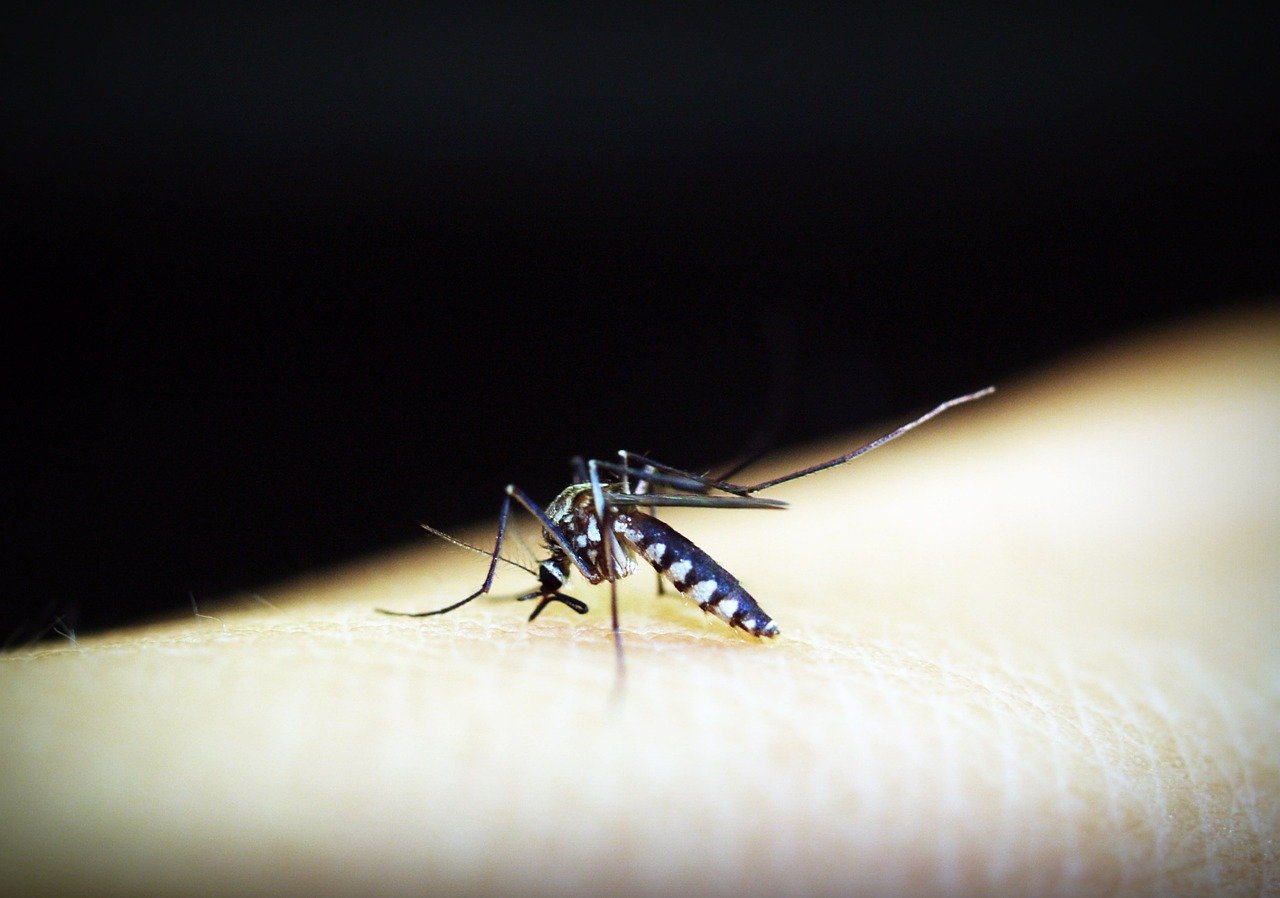 picaduras de mosquito